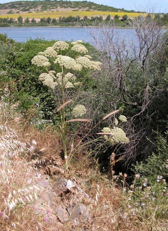 Magydaris pastinacea / Basilisco pseudo carota